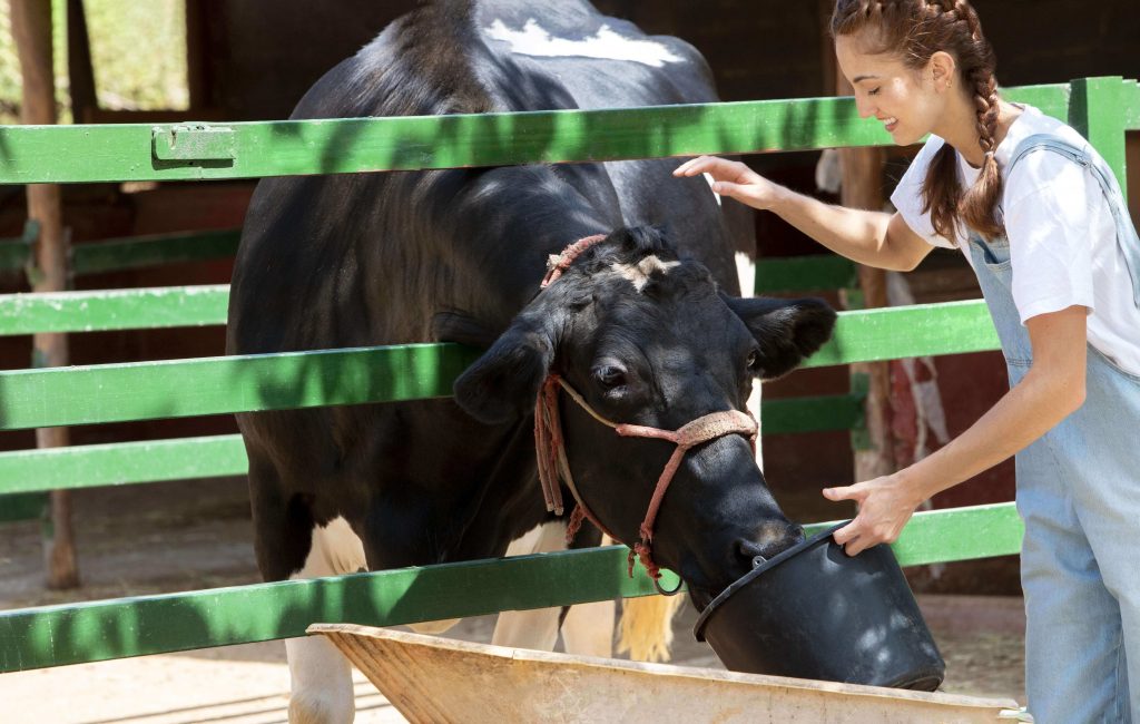 la mastitis en las vacas requiere pronta atención, así como analizar la leche para determinar los cuidados necesarios