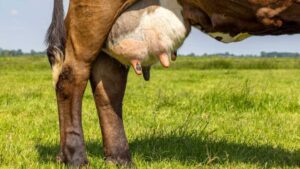 La ubre de una vaca, como se observa en la imagen, es susceptible a infecciones como la mastitis. Esta enfermedad, causada principalmente por bacterias, puede ingresar a través de heridas o grietas durante el ordeño, afectando la salud del animal y la producción de leche.