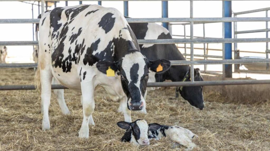 Una vaca Holstein y su ternero recién nacido en un establo, resaltando la importancia de la prevención y tratamiento de la mastitis para mantener la salud del ganado y la eficiencia en la producción de leche.