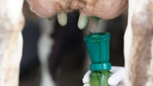 La desinfección de los pezones, como se muestra en la imagen, es una medida preventiva clave para reducir la incidencia de mastitis en las vacas lecheras.