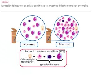 "La imagen muestra una comparativa entre muestras de leche normal y anormal en términos de recuento de células somáticas. En la muestra normal, se observa una cantidad reducida de células somáticas, mientras que en la muestra anormal, hay un incremento significativo de estas células, indicando una posible infección o inflamación en la glándula mamaria de la vaca.