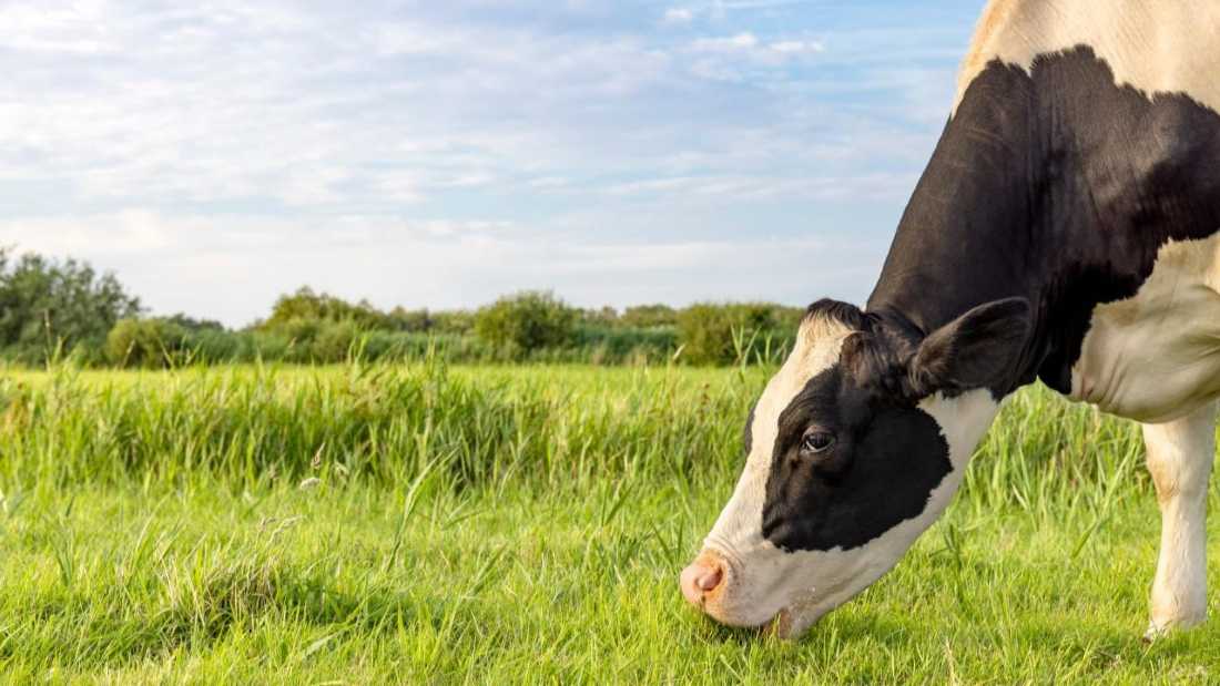 Una vaca pastando en un campo verde, destacando la importancia de una dieta balanceada en la prevención de la mastitis, una enfermedad que afecta la producción y calidad de la leche.